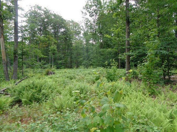 2017 Land Monadnock Lake project