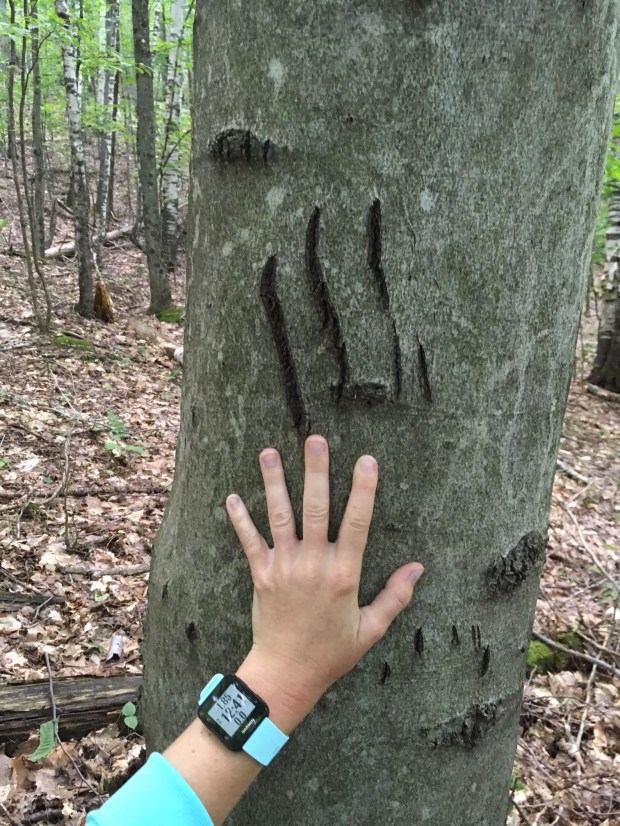 bear claw marks heidi