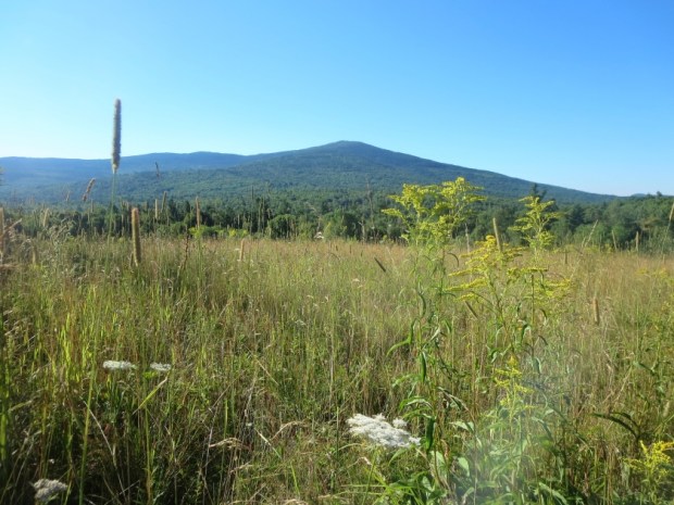 view of monadnock from birch meadow